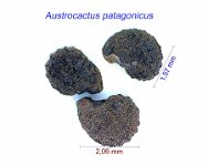 Austrocactus patagonicus B K.jpg
